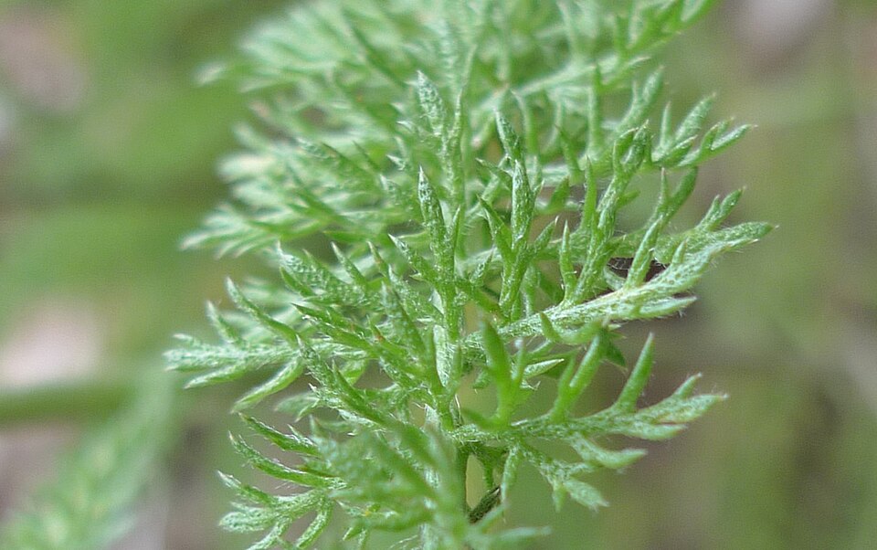 Achillea millefolium