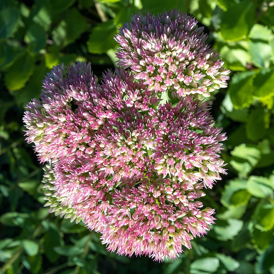 Inflorescence de Sédum remarquable (Hylotelephium spectabile)