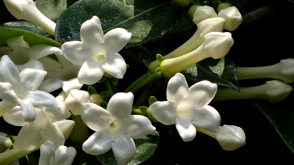 Stephanotis Floribunda - panoramio