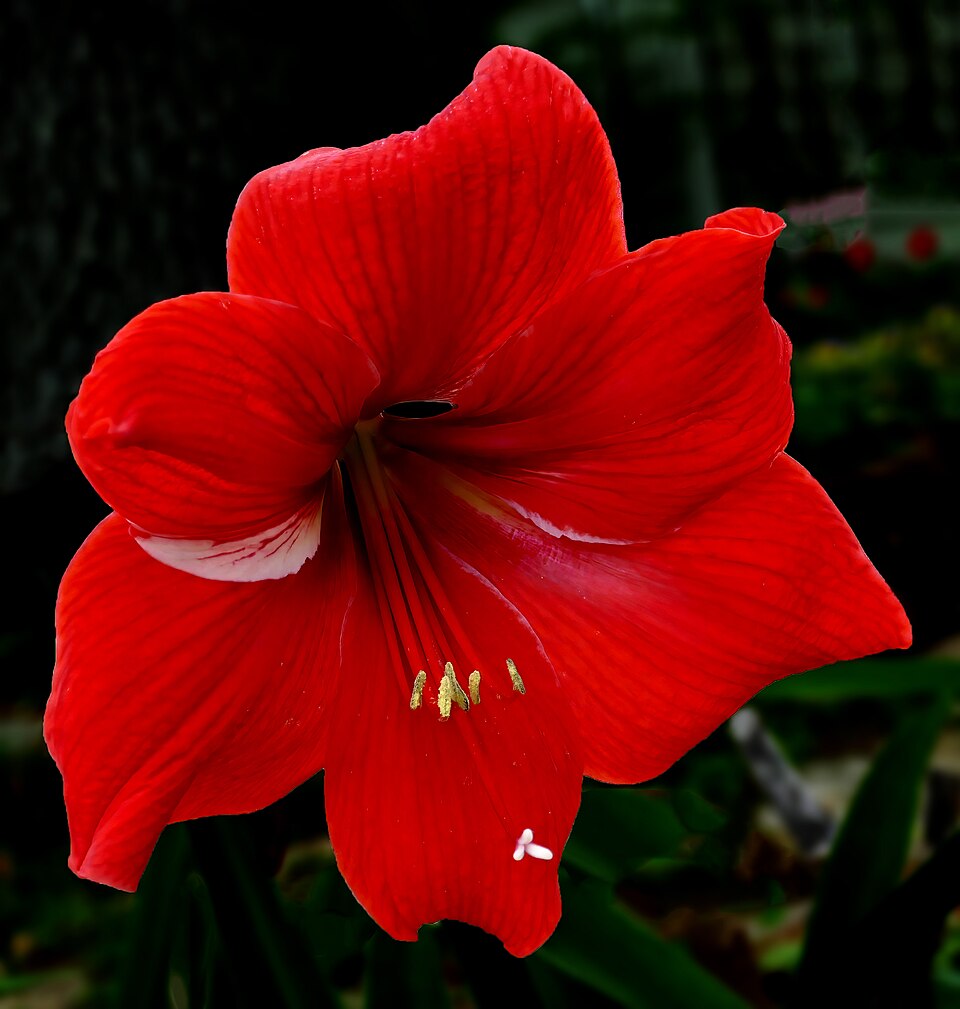 Amaryllis -- Hippeastrum 'Kolibri'