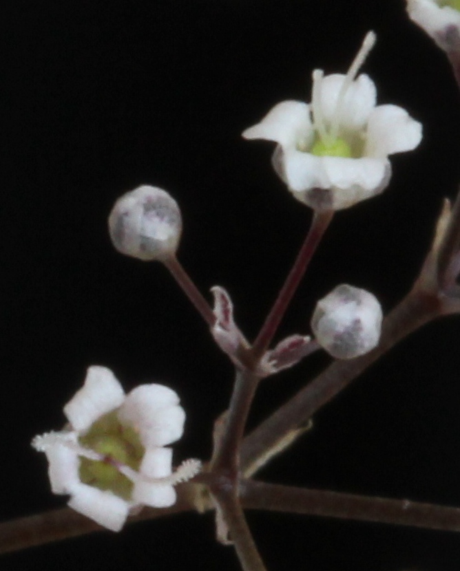 Close-up of 2 baby's breath (Gypsophila paniculata) flowers