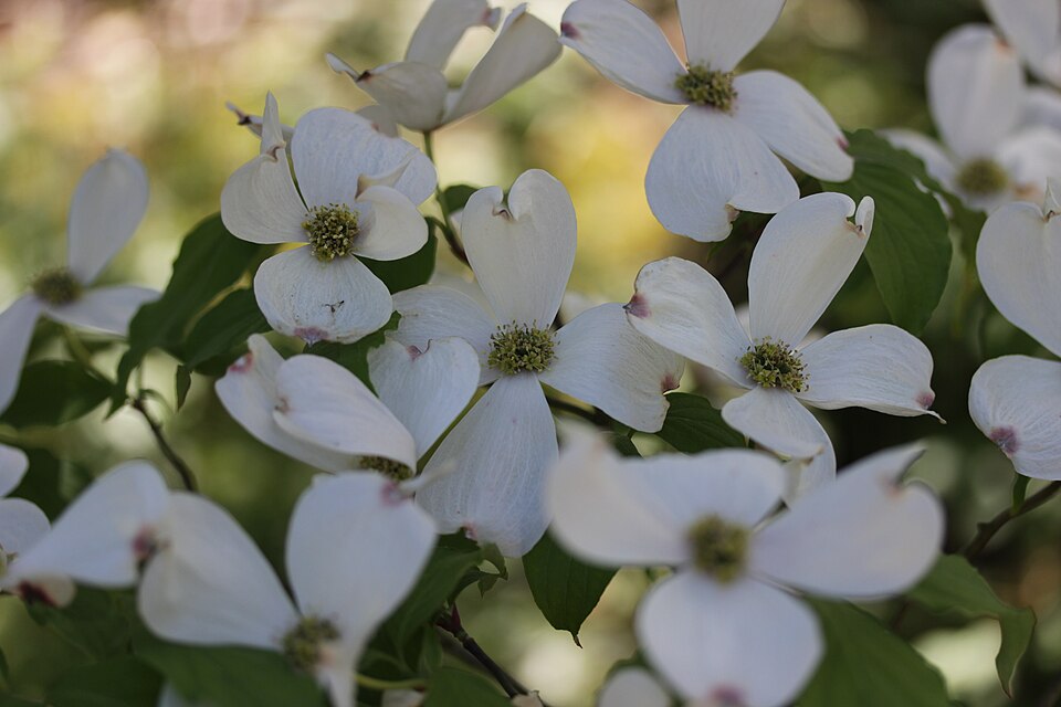 Flowering Dogwood - Cornus florida