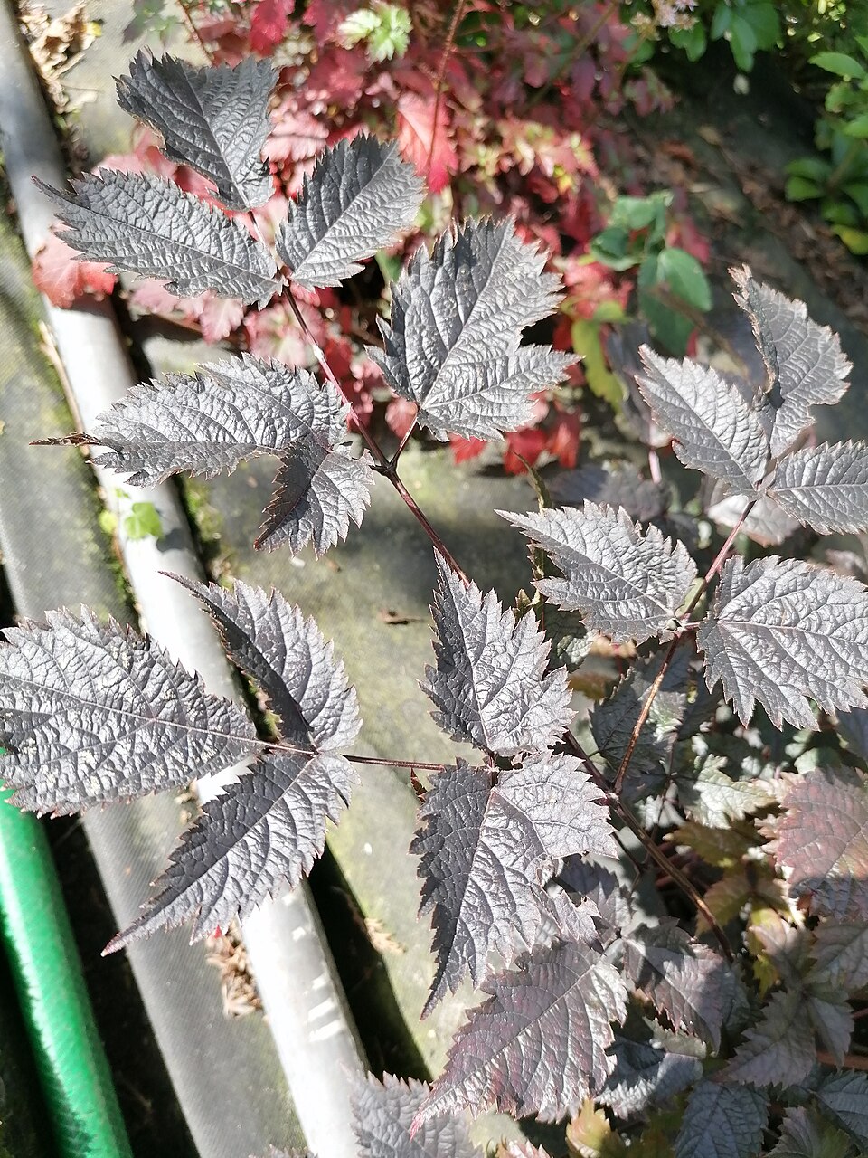 Astilbe — botanical study