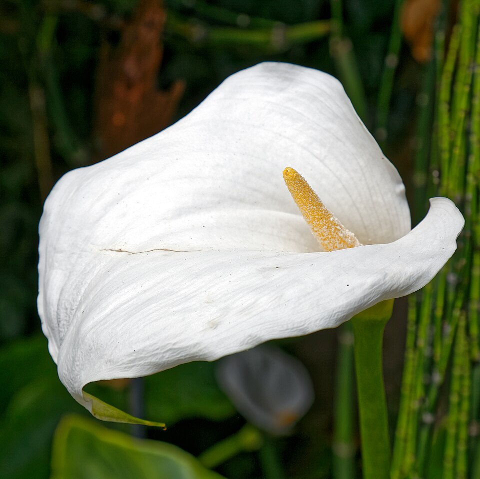 Arum lily, Calla lily flower, at Boreham, Essex, England