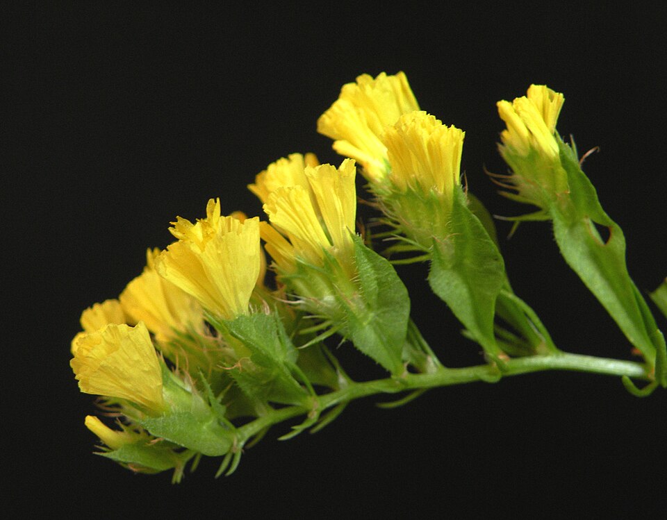 Yellow Statice flowers, close up from side
