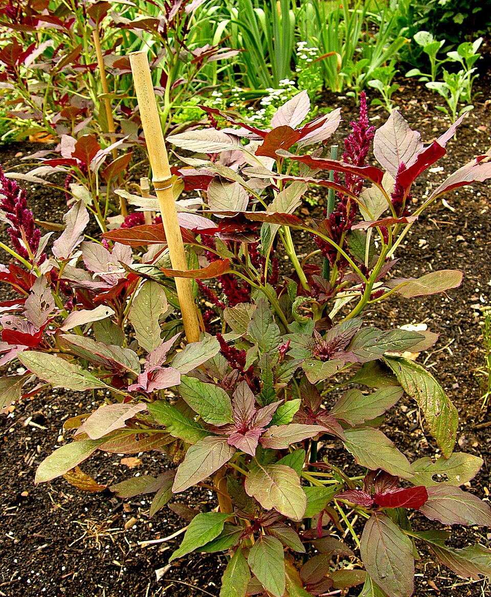 Amaranthus cruentus 'Oeschberg' Plant 1200px