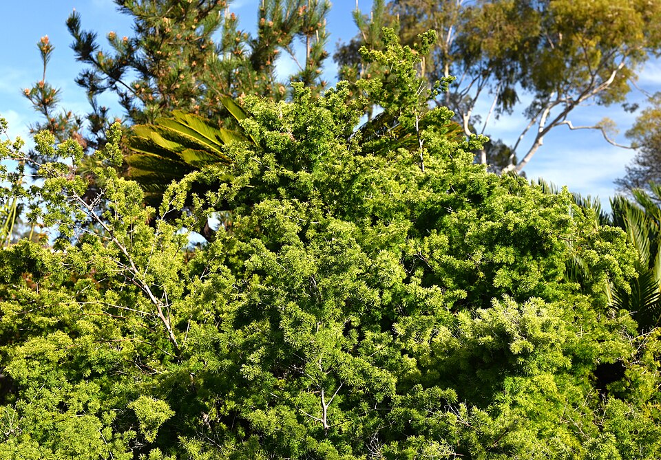 Asparagus retrofractus kz01