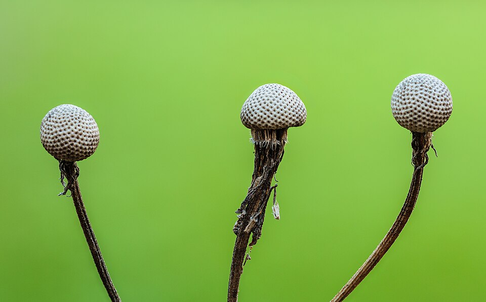 Helenium seed heads after flowering