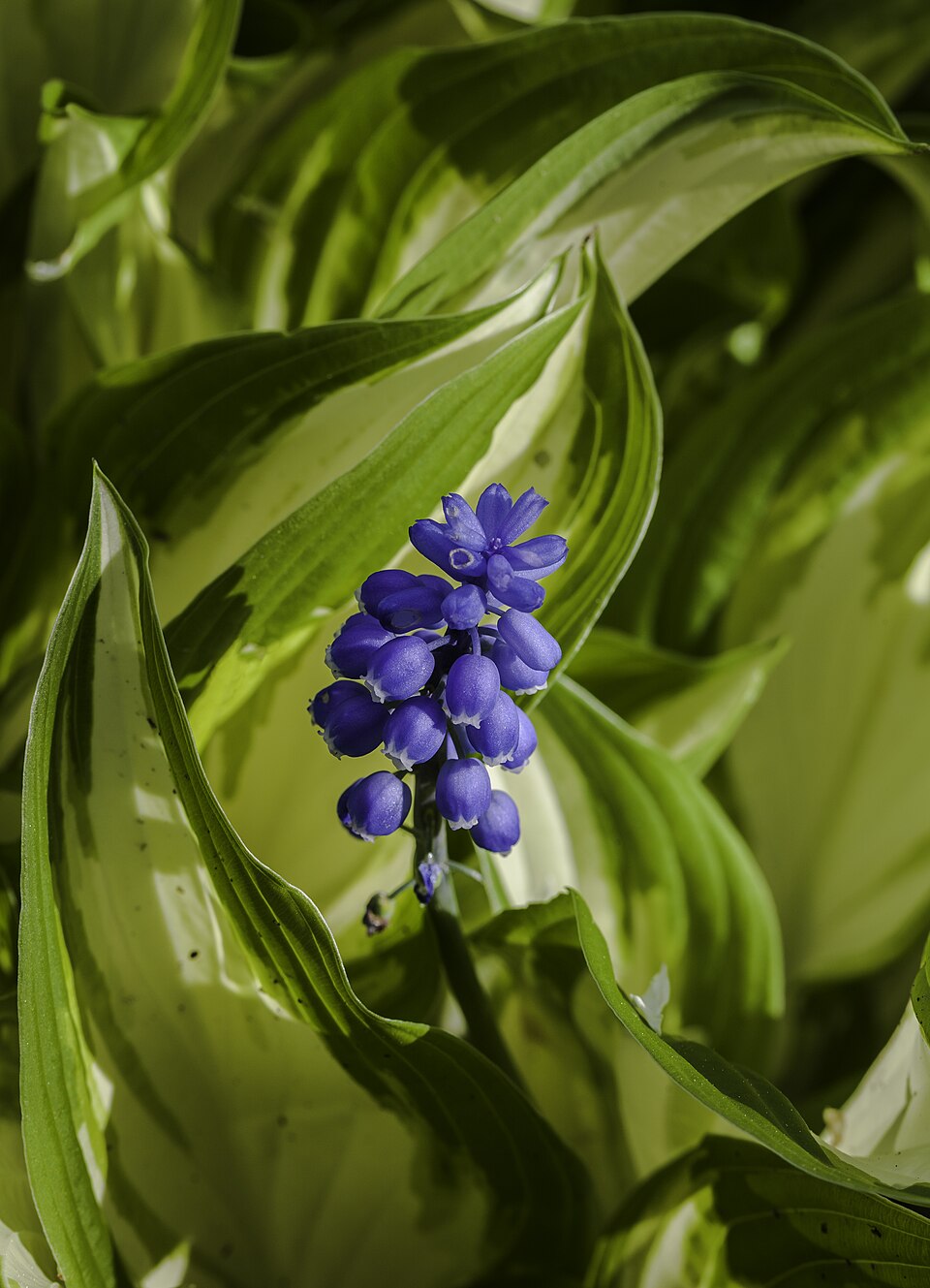 Muscari armeniacum, Jardín Botánico de Múnich, Alemania, 2013-05-04, DD