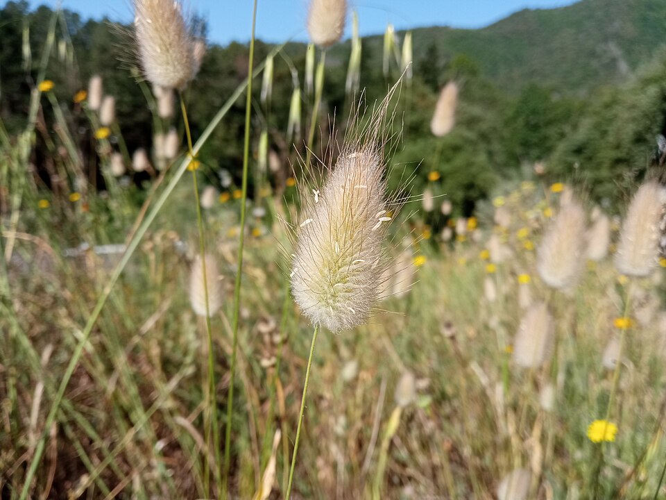 Lagurus ovatus, la Cellera de Ter