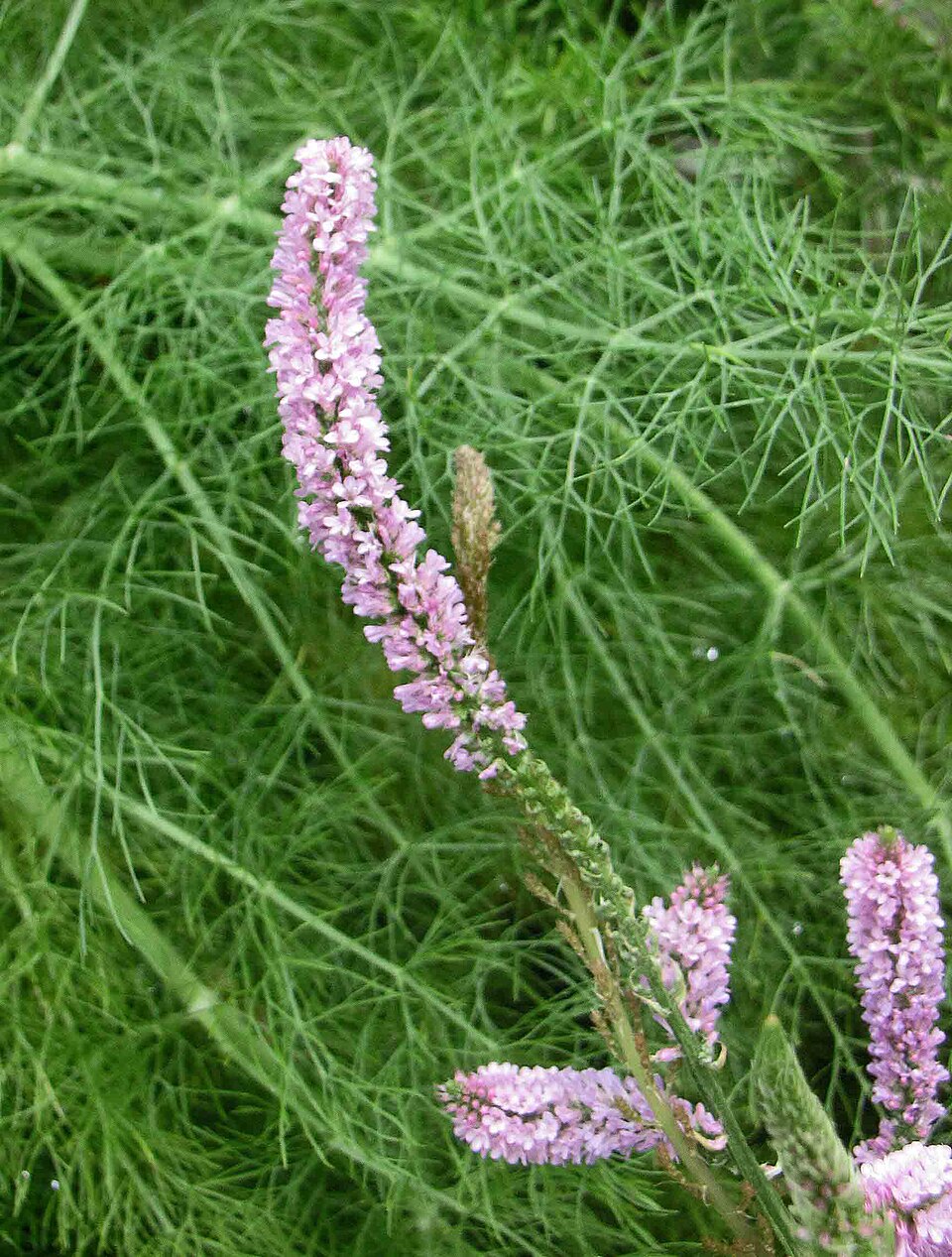 Limonium Suworowii — botanical study