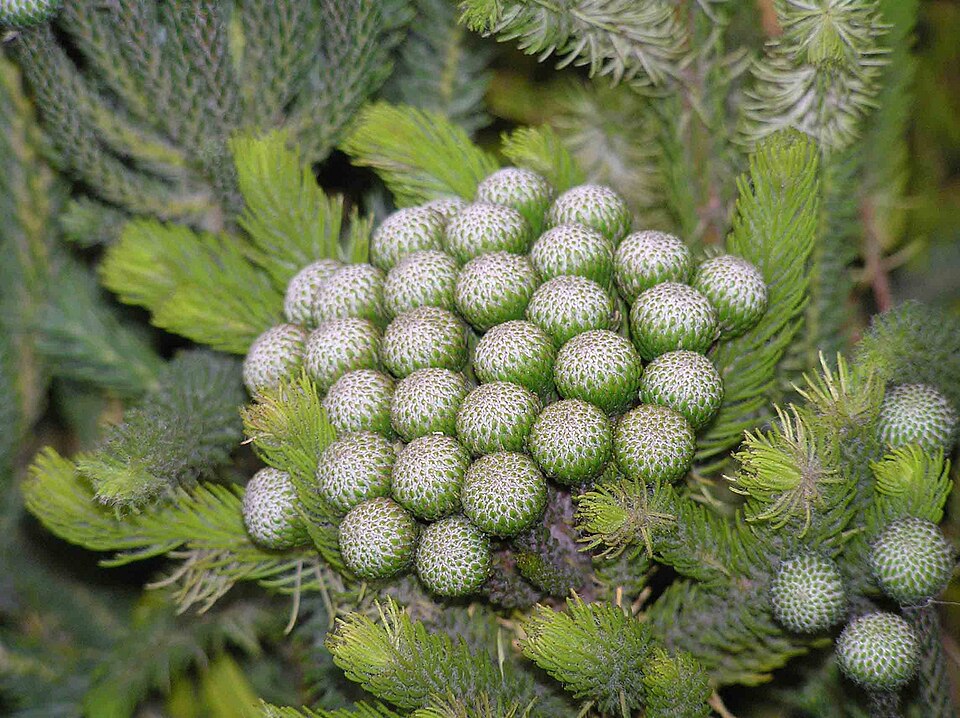 Brunia — botanical study