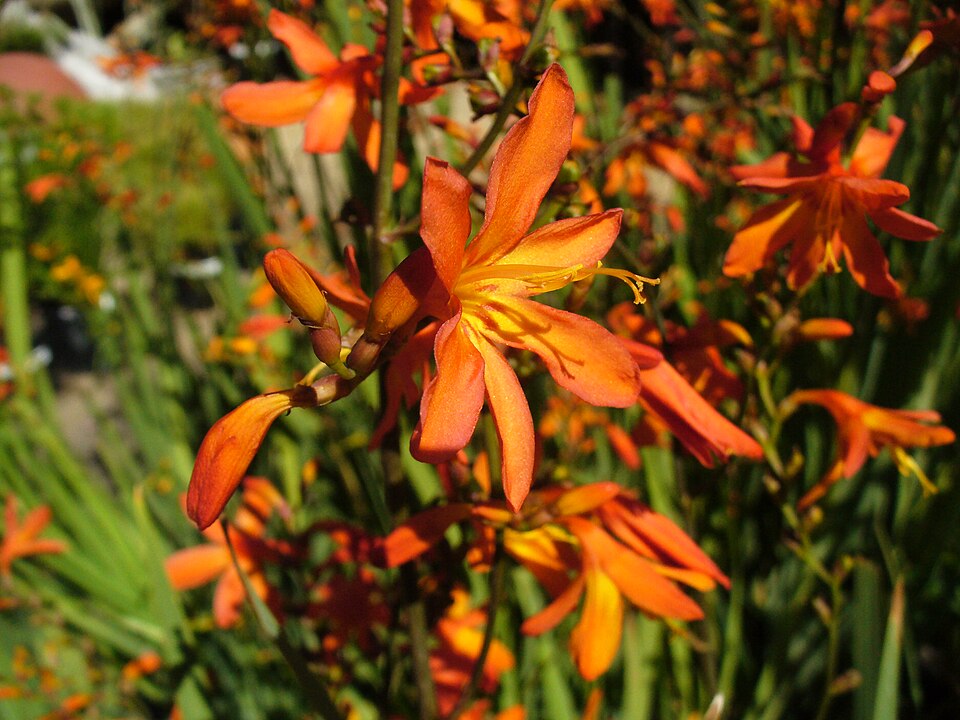 Crocosmia aurea flower