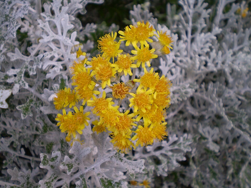 Jacobaea maritima 0.3 R