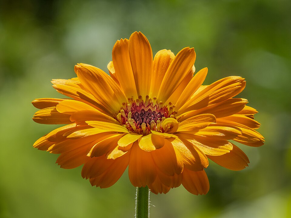Ringelblume (Calendula officinalis) Blüte focus stack-20220619-RM-165610