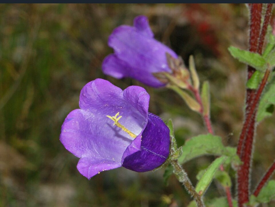 Campanulaceae - Campanula medium-1