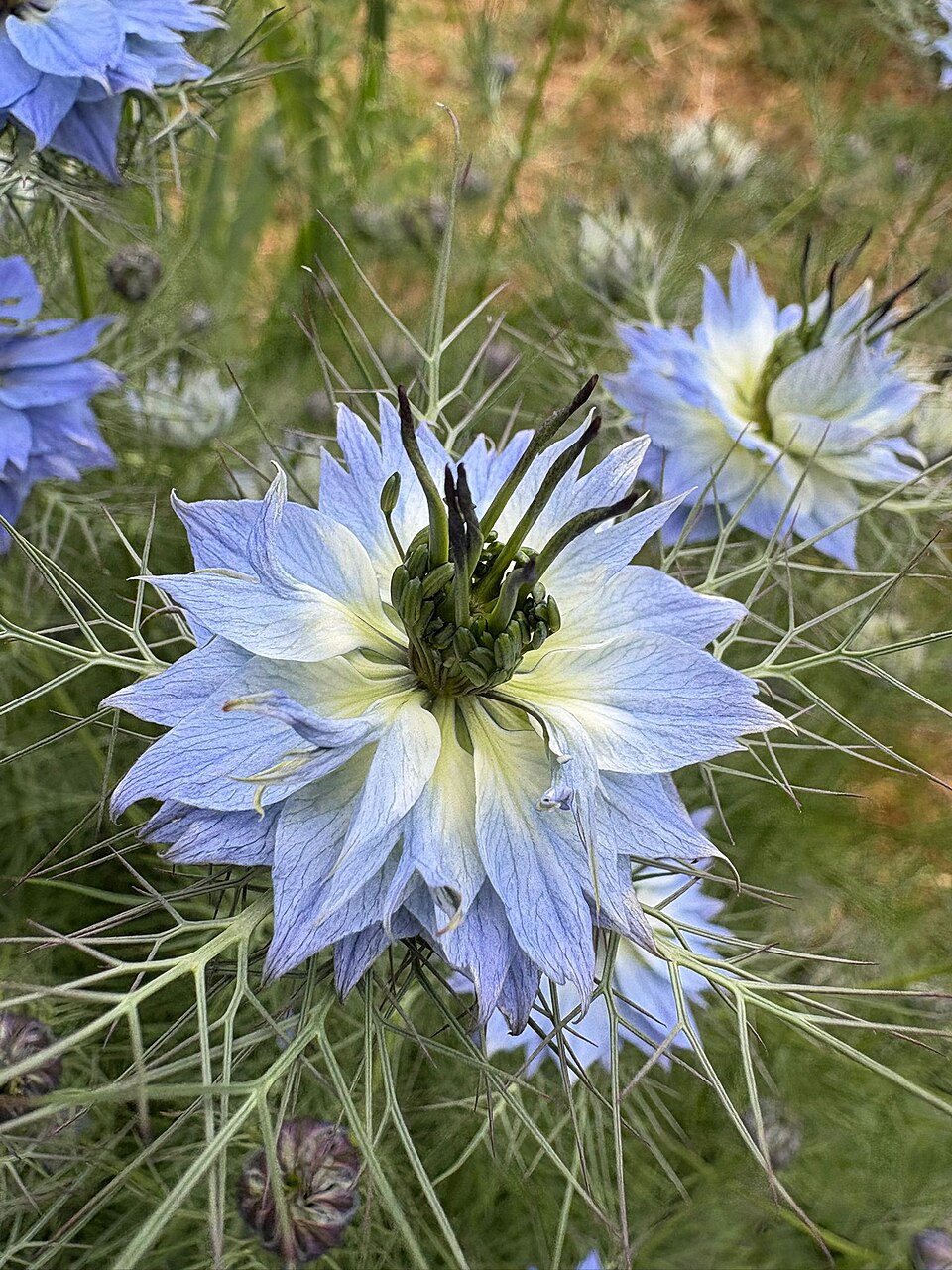 Love-in-a-mist (Nigella Damascena) Inflorescence