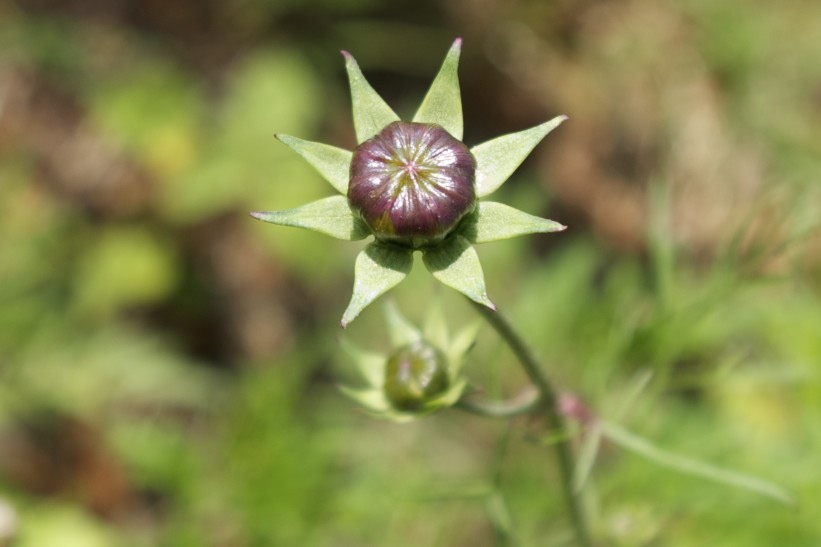 Cosmos bipinnatus flower bud