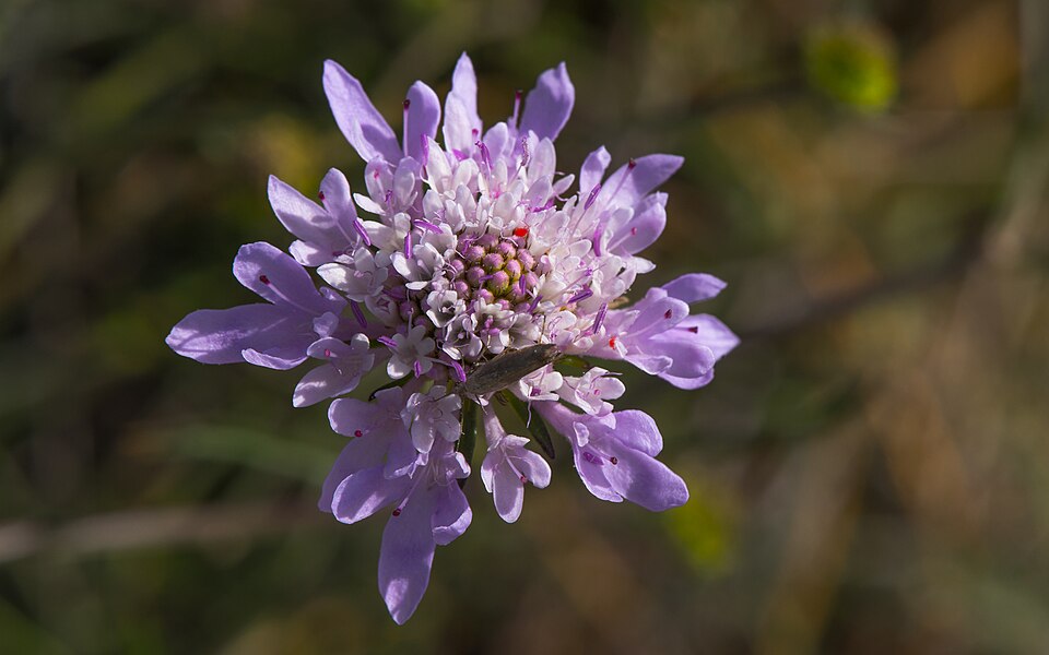 Scabiosa atropurpurea, flower, Sète