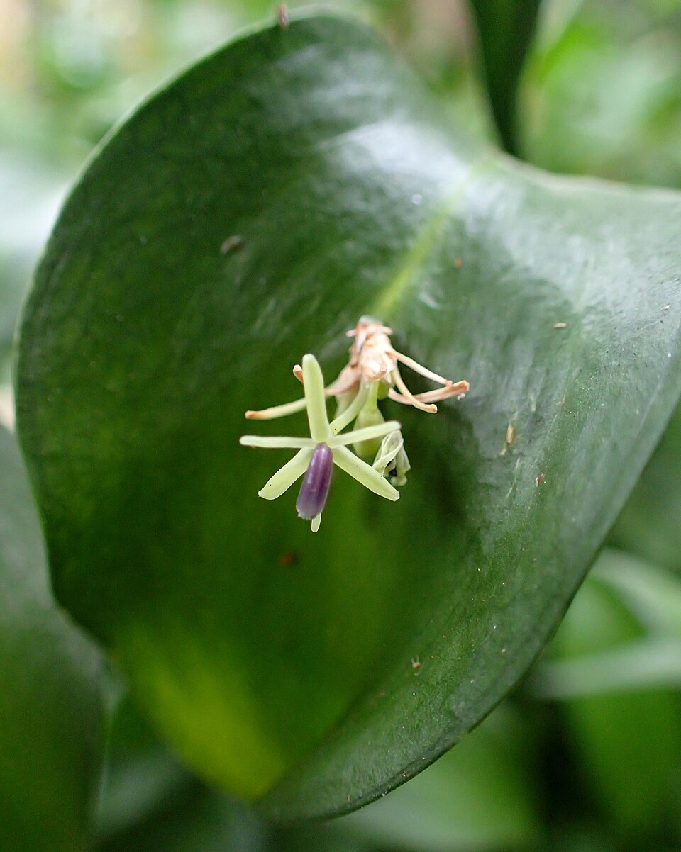 Ruscus hypophyllum kz1
