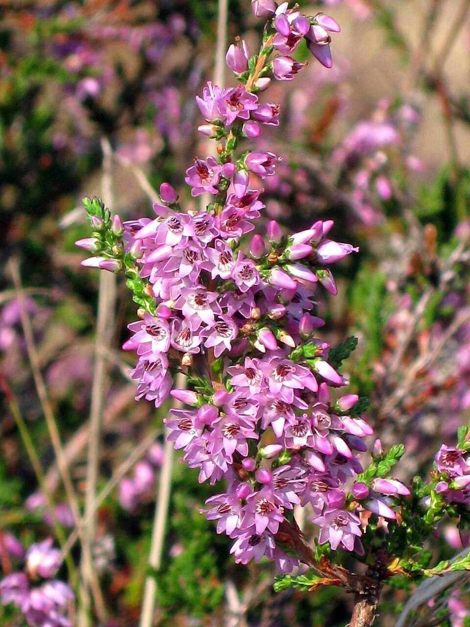 Flowers of Calluna vulgaris (Besenheiede)