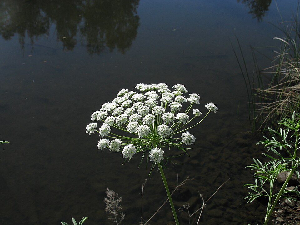 Ammi majus flowerhead1 NWS