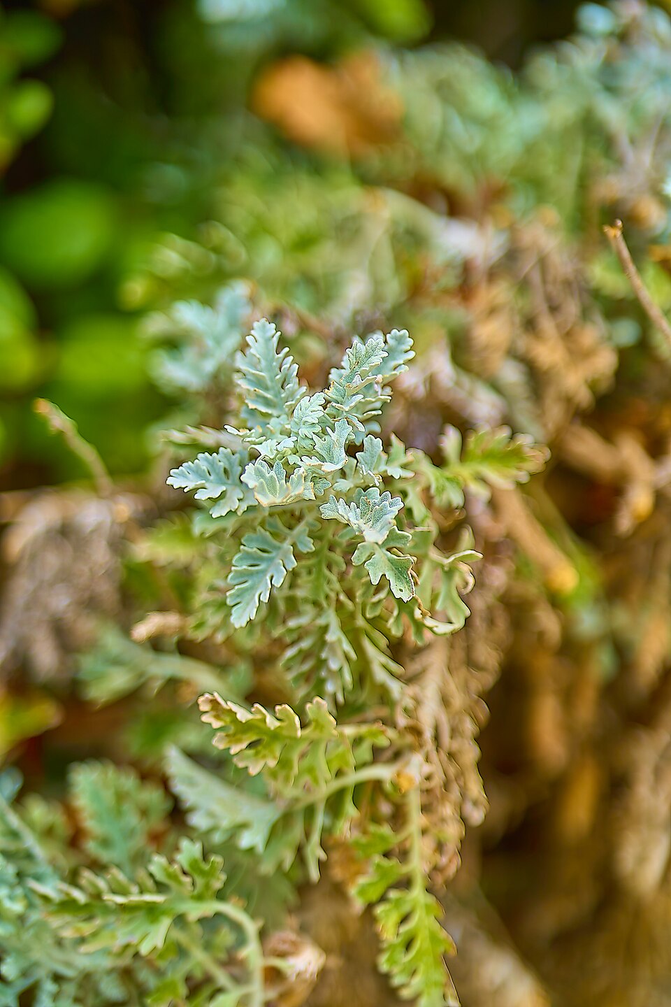 Silver Ragwort (Jacobaea Maritima) in Athens on April 30,
