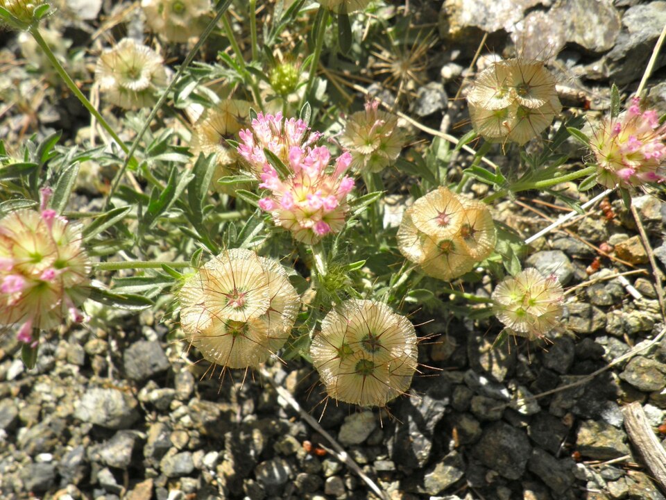 Scabiosa Pods — botanical study