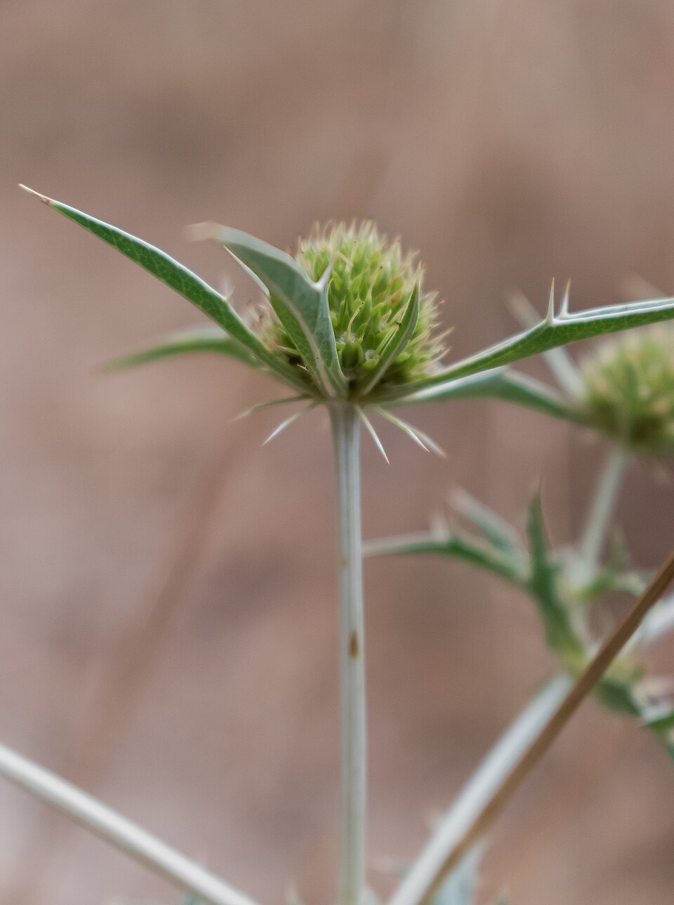 Echinops ritro in Aveyron