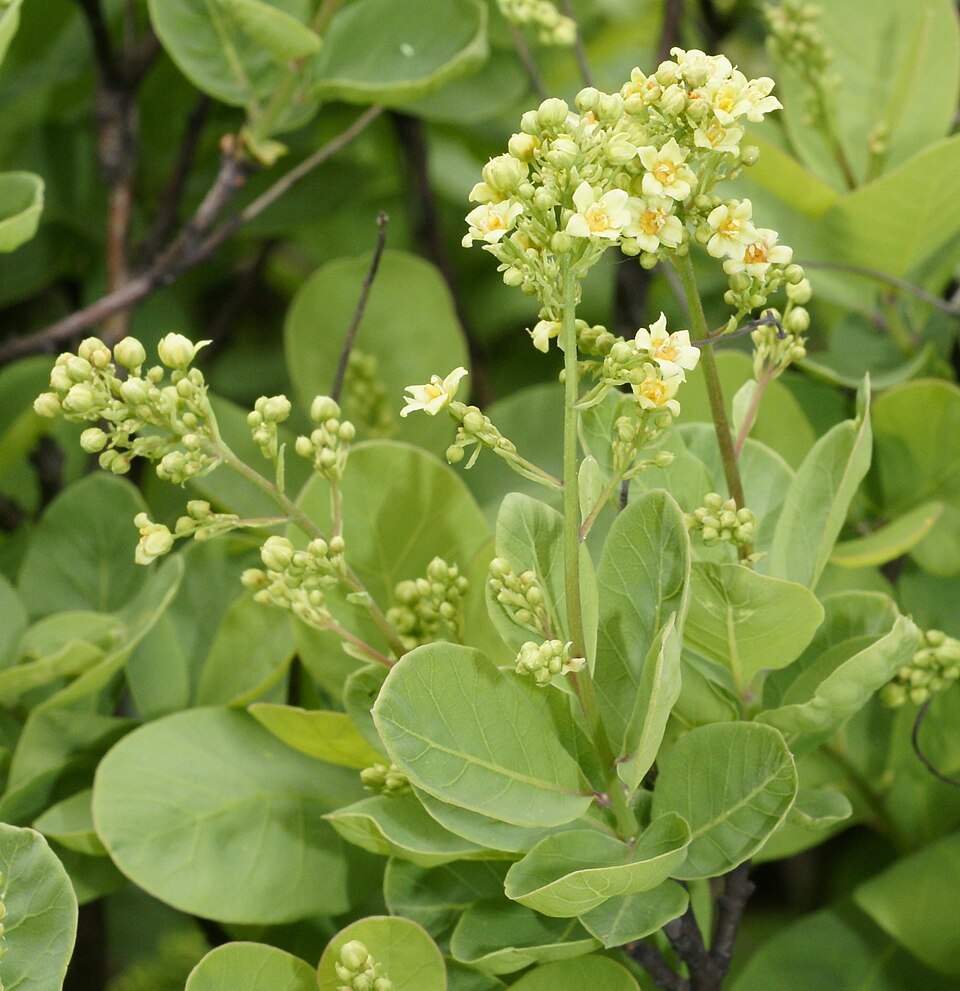 Cotinus coggygria