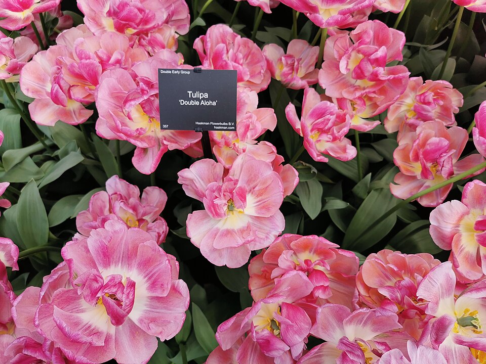 Tulip Double Aloha