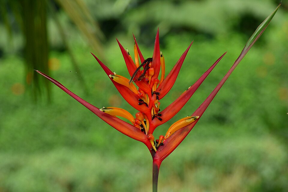 Heliconia - Platanillo (Heliconia psittacorum Andromeda)