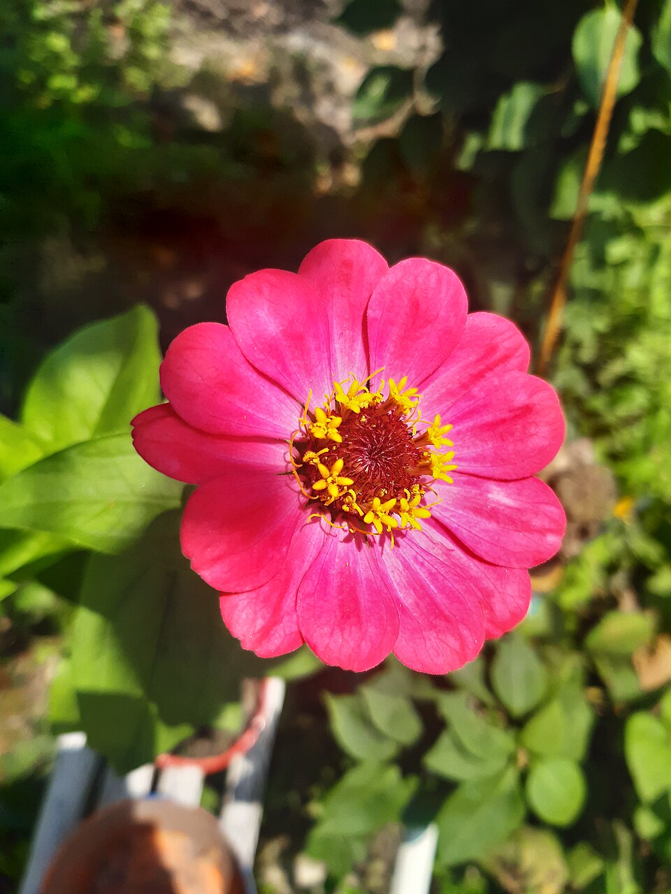 Zinnia elegans flower