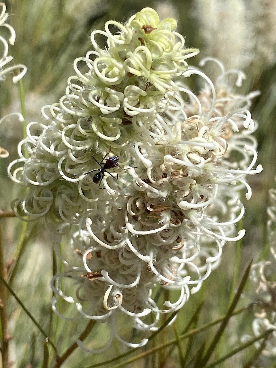 Grevillea eriobotrya