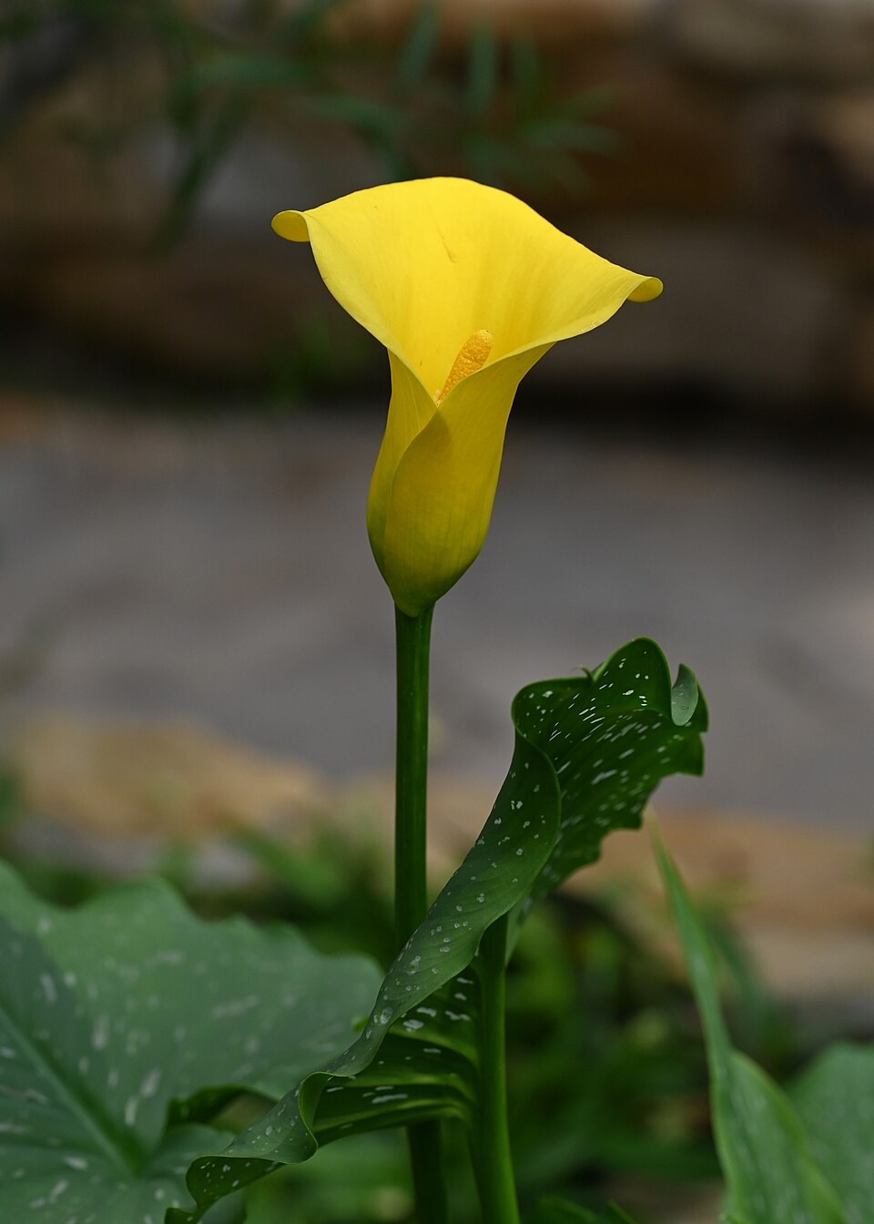 Zantedeschia elliottiana kz01