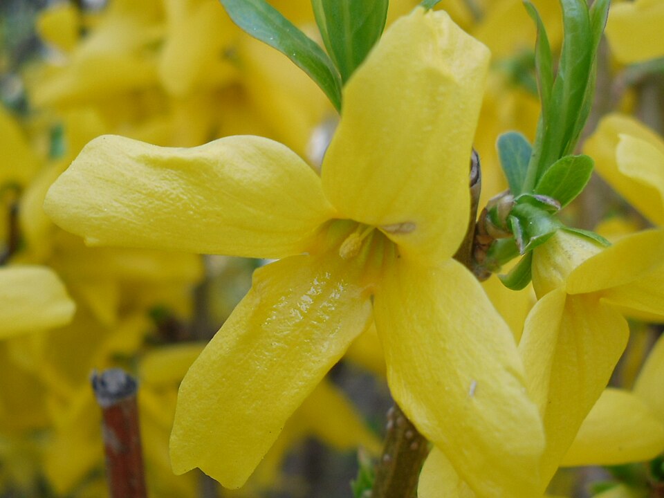 Forsythia flower cut
