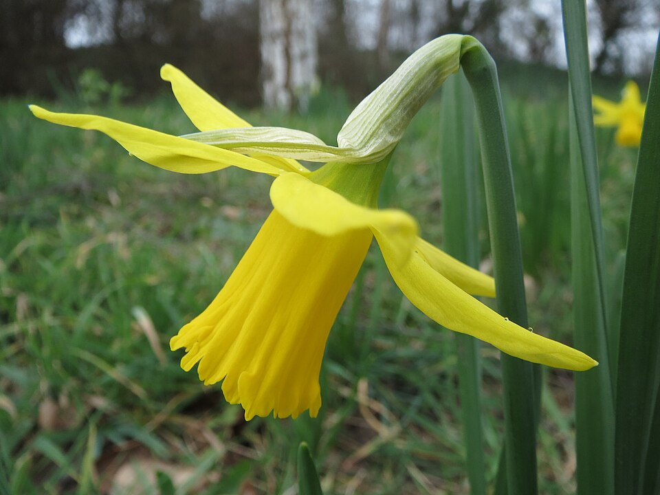 Daffodil — botanical study