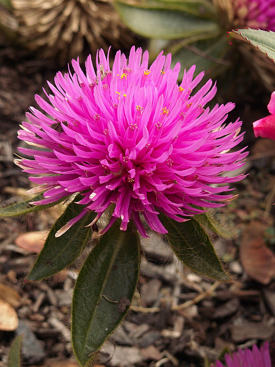 Gomphrena ‘Pink Zazzle™,’ Phipps Conservatory Outdoor Garden, 2015-10-01,