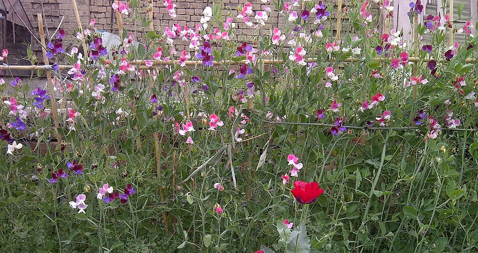 Sweet Pea-0