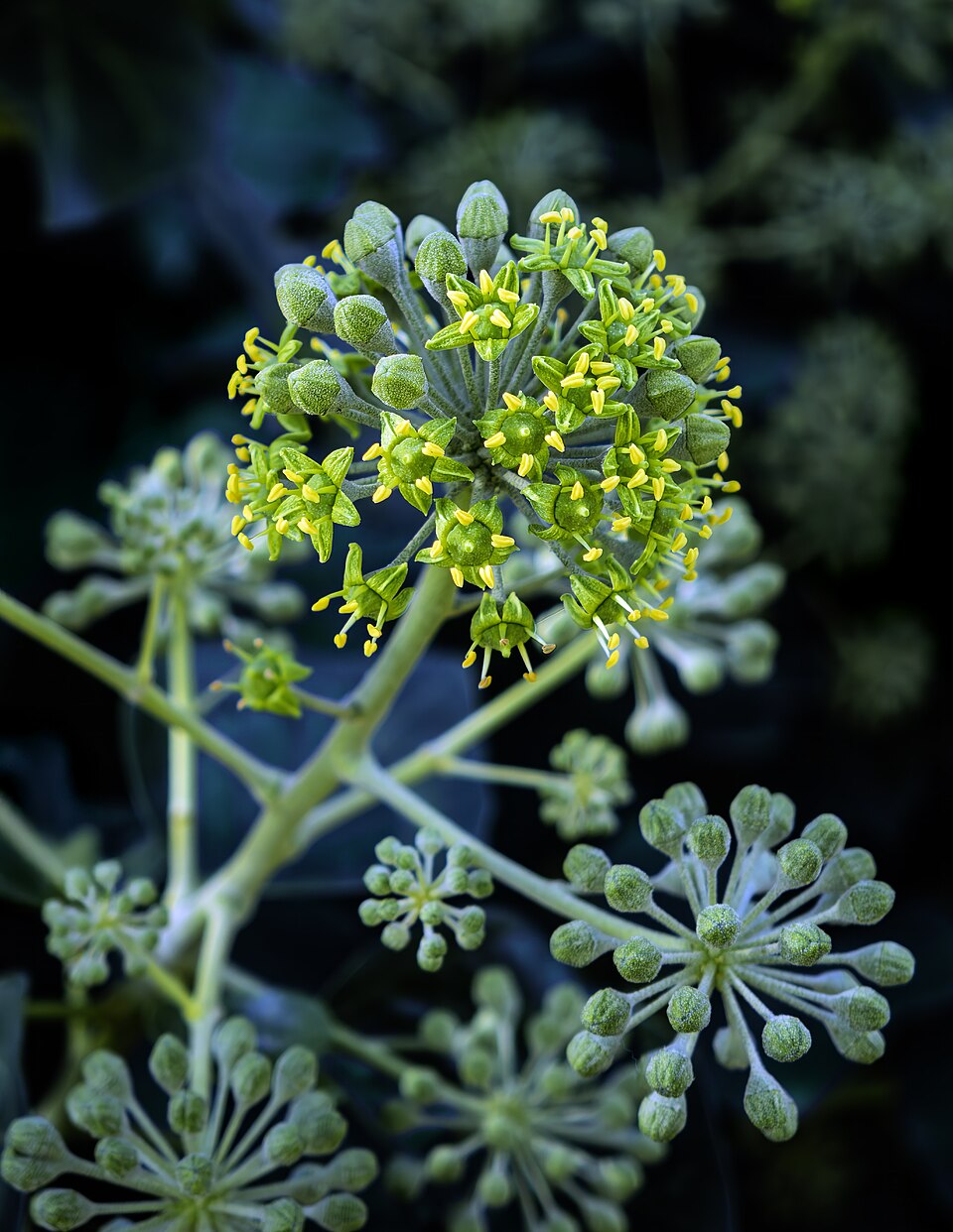 Ivy — botanical study