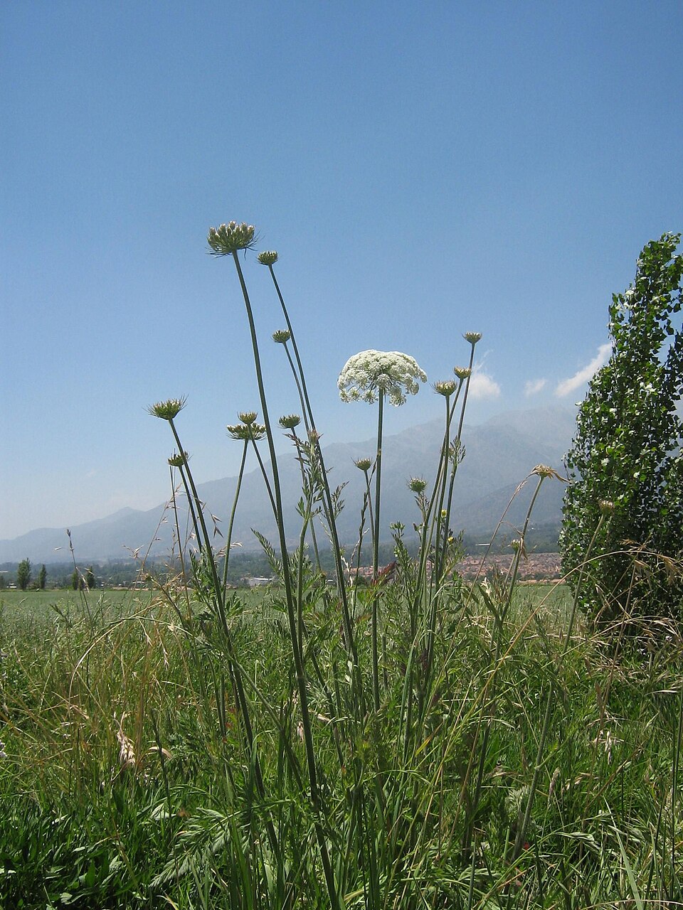 Ammi visnaga A5