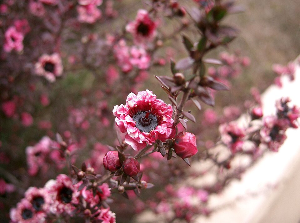 Leptospermum scoparium3
