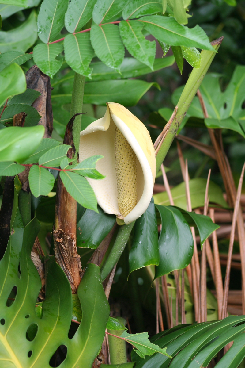 Monstera deliciosa1281872728