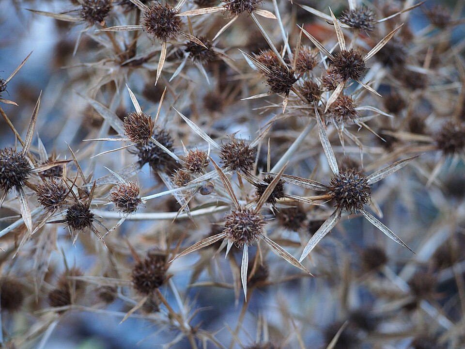 Eryngium planum Mikołajek płaskolistny