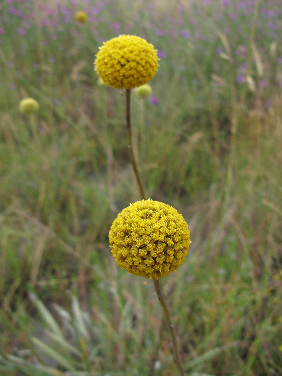 Pycnosorus globosus flowerhead2