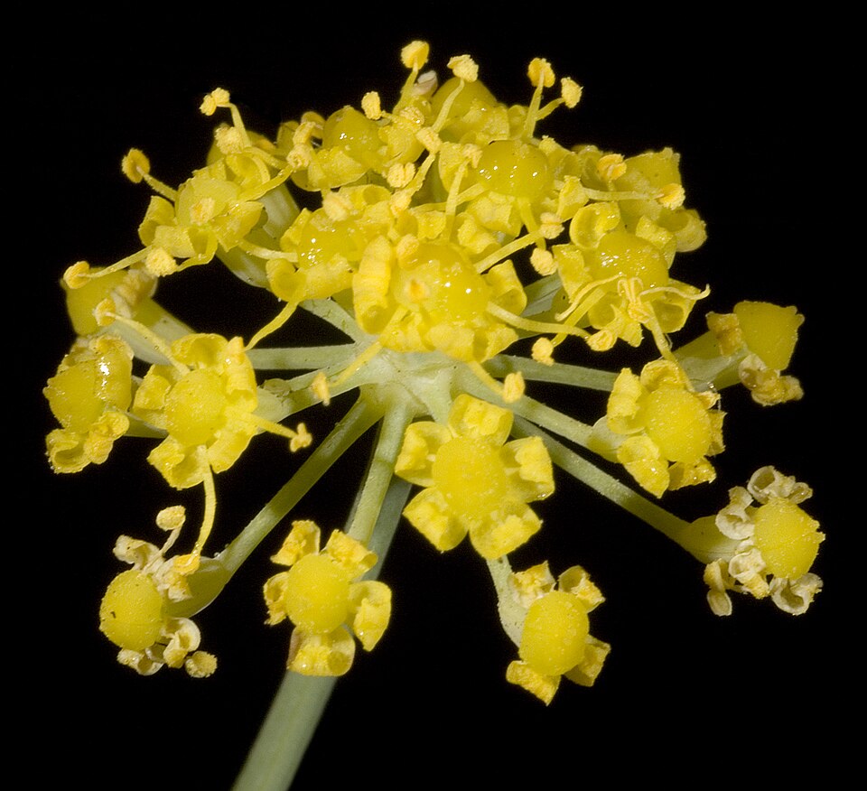 Foeniculum vulgare - Flickr - Kevin Thiele