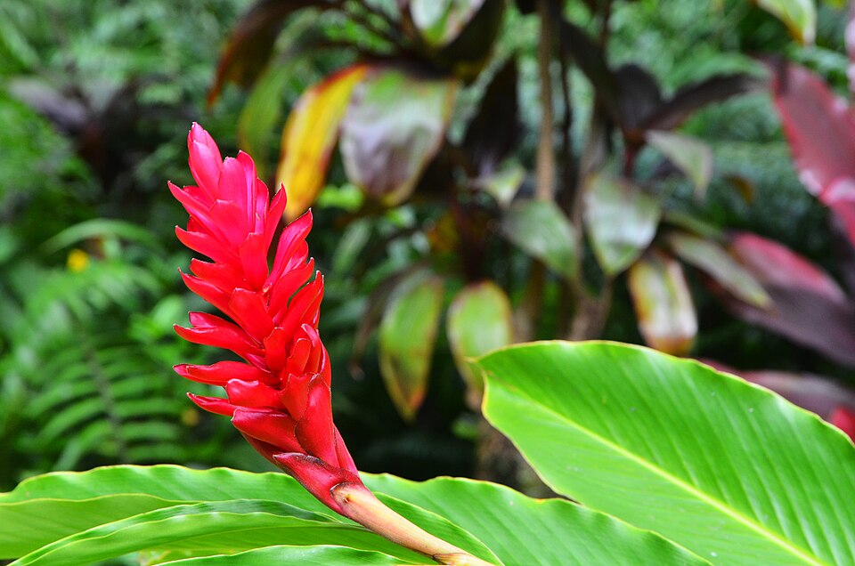 Alpinia purpurata (flower)