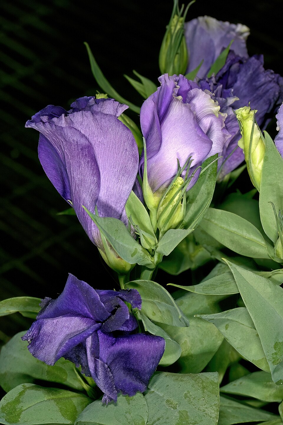 Eustoma russellianum cultivar