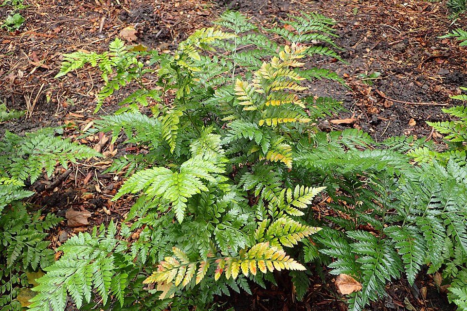 Rumohra adiantiformis kz02