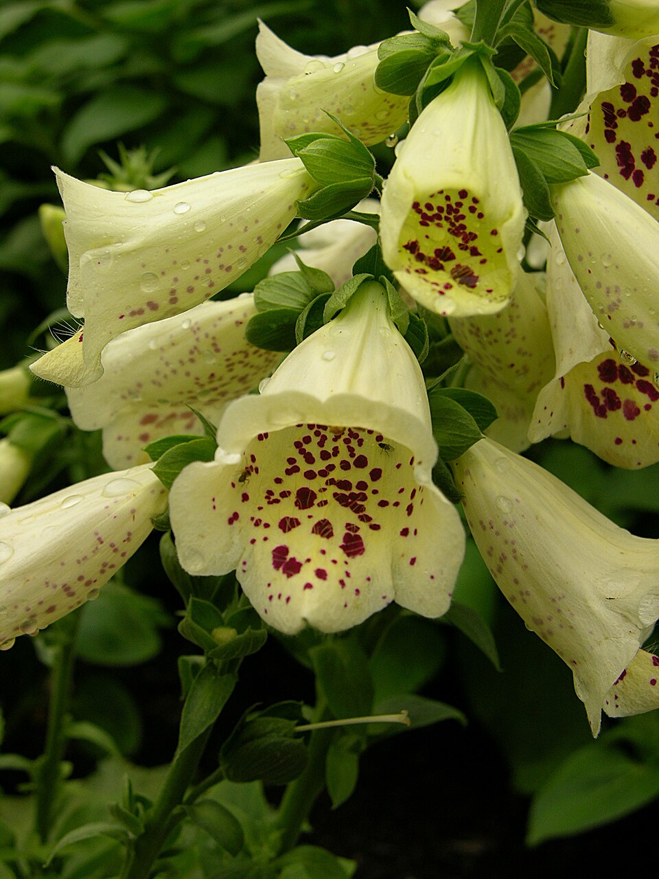 Digitalis purpurea 'Primrose Carousel' Flower Closeup 1200px